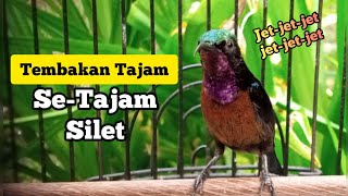 Masteran konin/Kolibri ninja tembakan AK 47