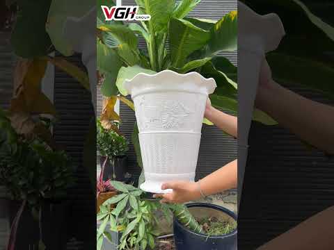 🌿 CHẬU NHỰA TRỒNG C&Acirc;Y BẠCH HẠC✨ | VOLGA VN/VGH