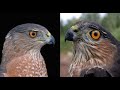 Falconry: Coopers Hawk VS Sharp Shinned Hawk