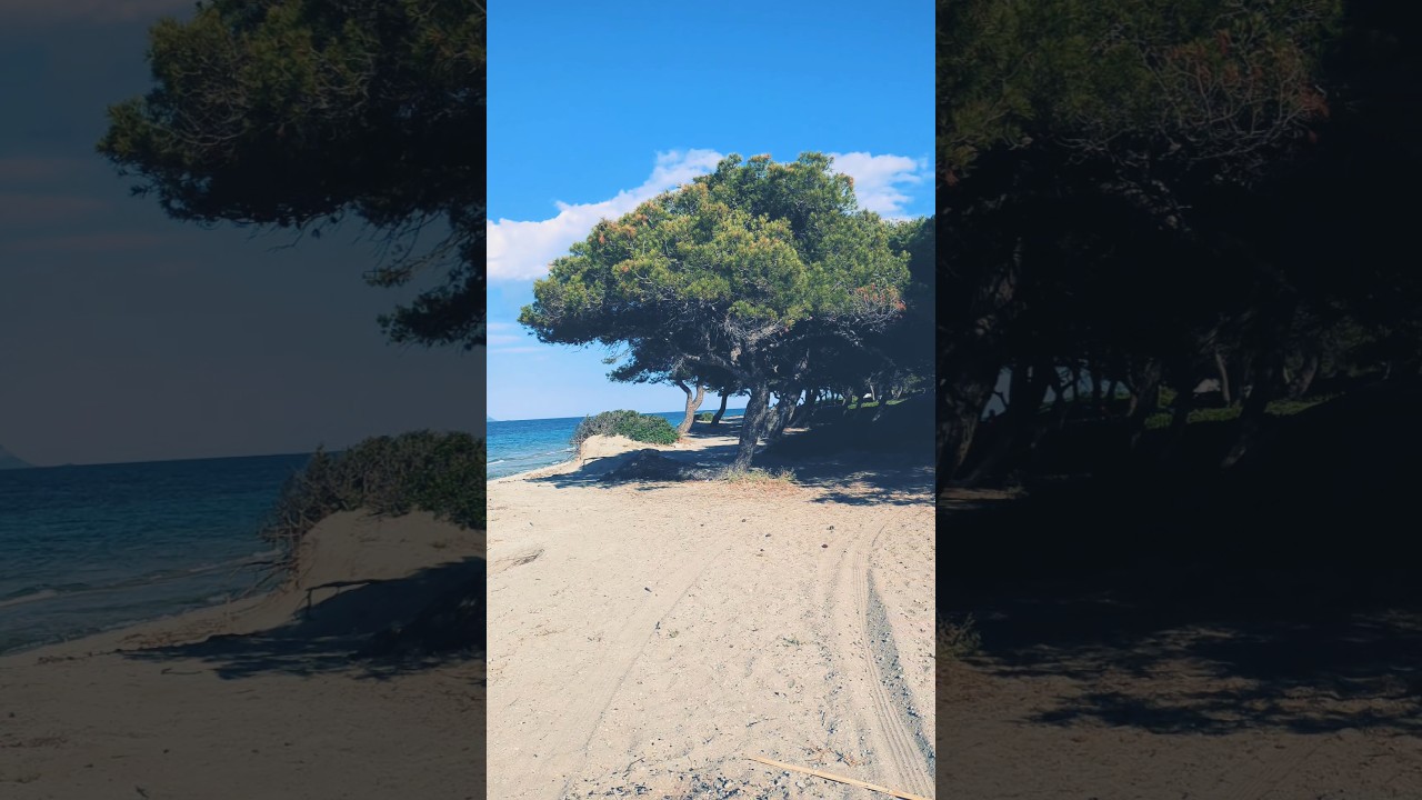 Relaxing Sea & Pine Forest Sounds 🌊🌲 | Chill Music for Relaxation & Calm 