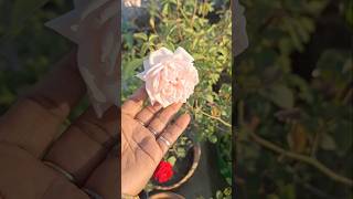 Gardening tips🤷‍♀️ in winter season rose plant 🧏‍♀️🌹🥀#Short #gardening