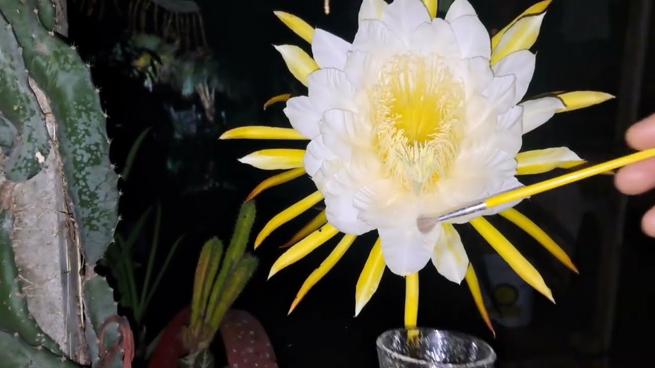 COLETANDO PÓLEN DAS FLORES DE PITAYA 