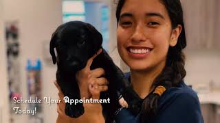 Veterinarian Services In Fresno Ca Sunnyside Pet Hospital