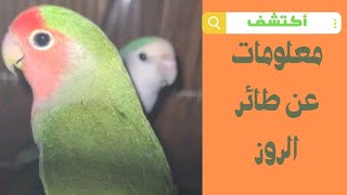 تعريف طائر الروز