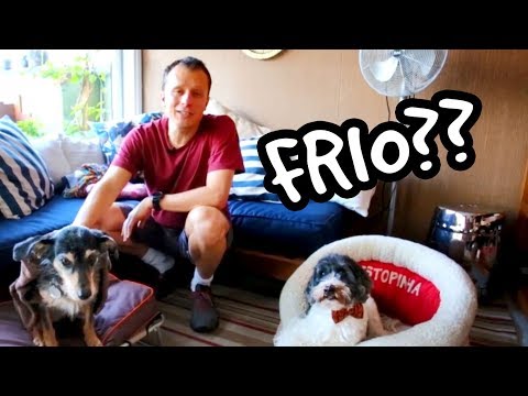 Vídeo: Quão Frio é Muito Frio Para Seu Cão?