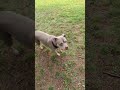 training without training