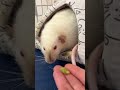 Крысы любят вкусняшки. #rats #крысы