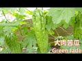 大肉苦瓜品种Green Jade @  Asian Garden 2 Table