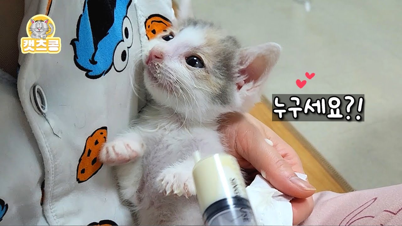 구조한 아기고양이 사랑으로 돌봤더니