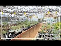 【タナベフラワー】常時600種類以上を取り揃える多肉植物専門店 | Tanabe Flower,  store with over 600 Kinds of Succulent Plants