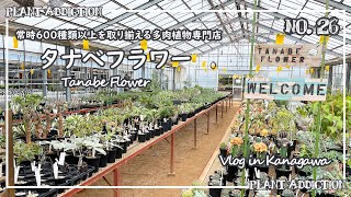 【タナベフラワー】常時600種類以上を取り揃える多肉植物専門店 | Tanabe Flower,  store with over 600 Kinds of Succulent Plants