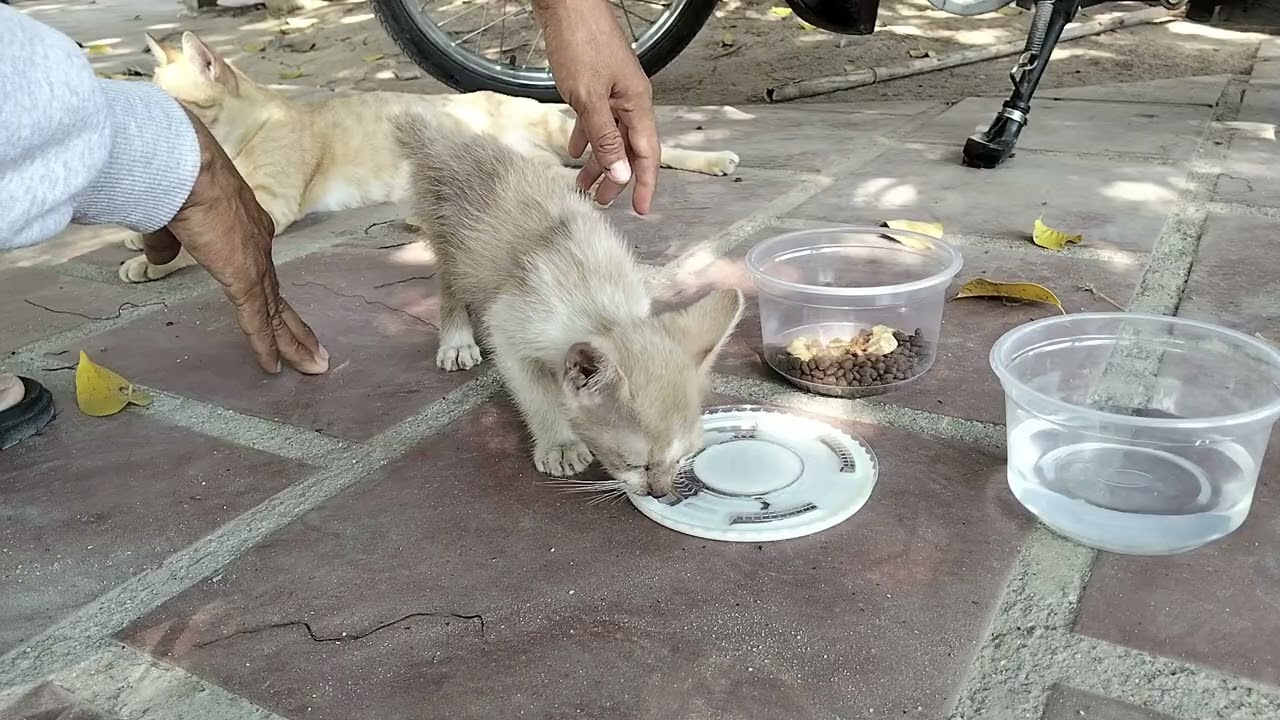 Watch...! Small Kitten Like Milk...