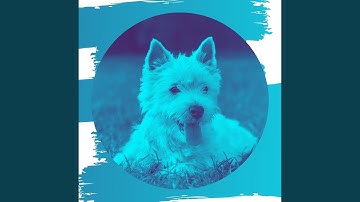 Pulsating Backdrops for Dogs