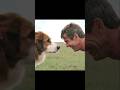 The Dog Finds His Old Owner After Being Re-Born 4 Times | A Dog's Purpose | #movie #film