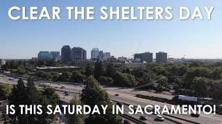 Clear the Shelters 2019