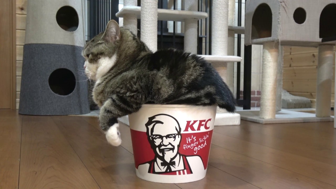 猫藓 片手がどうにも収まらないねこ。-Maru's one paw never fits into the bucket.-