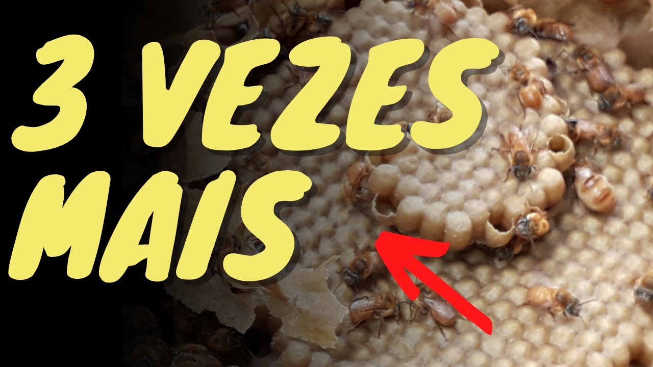 FAÇA ISSO pra TRIPLICAR seus ENXAMES (ESSE É O SEGREDO)