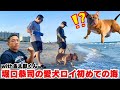 愛犬ロイを初めて海に連れて行ったら反応が面白すぎました！w