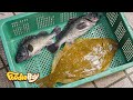 소래포구에서 국민생선 광어 우럭 회뜨기 / Sliced Raw Flatfish & Rockfish