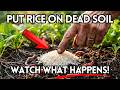 $1 Rice REVIVES ALL Dead Soil PERMANENTLY. No Compost. No Fertilizer. BIG AG BURIED THIS
