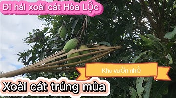 Hái xoài cát Hòa Lộc, trúng mùa #garden #gardening #viralvideo @khuvuonnhobe