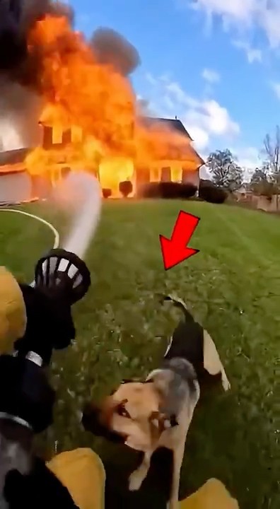 Perro guía al bombero dentro de una casa en llamas para salvar a los ...