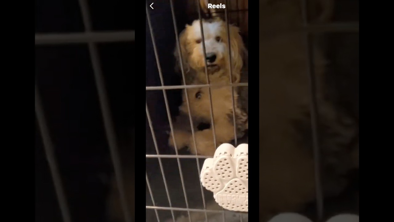 Dog boarding at its finest. 🚒🐾Keeping them as safe as possible with Rescue Retriever.