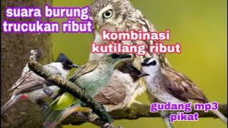 suara pikat burung kutilang ribut kombinasi trucukan ribut