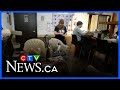 Saskatoon cat café seeks move after repeated vandalism