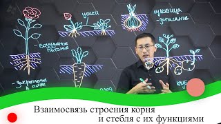 картинка: Взаимосвязь строения корня и стебля с их функциями. 7 класс.