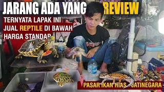 Harga reptilenya Gak masuk akal | Pasar ikan hias Jatinegara  #kurakuraair #pasarikanhiasjatinegara