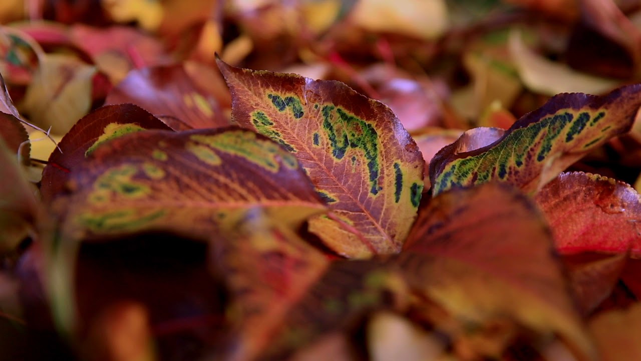 Nature Stock Footage  No Copyright FREE VIdeo Royalty free nature images