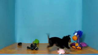 MVI 0509 AVI