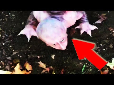ТОП 7 СТРАШНЫХ И НЕОБЬЯСНИМЫХ ВИДЕО