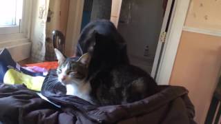 Two Super Cat-Friendly Adoptable Cats - Hook And Mimi
