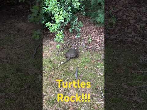 Our fifth turtle "rescue", getting them safely across the street.