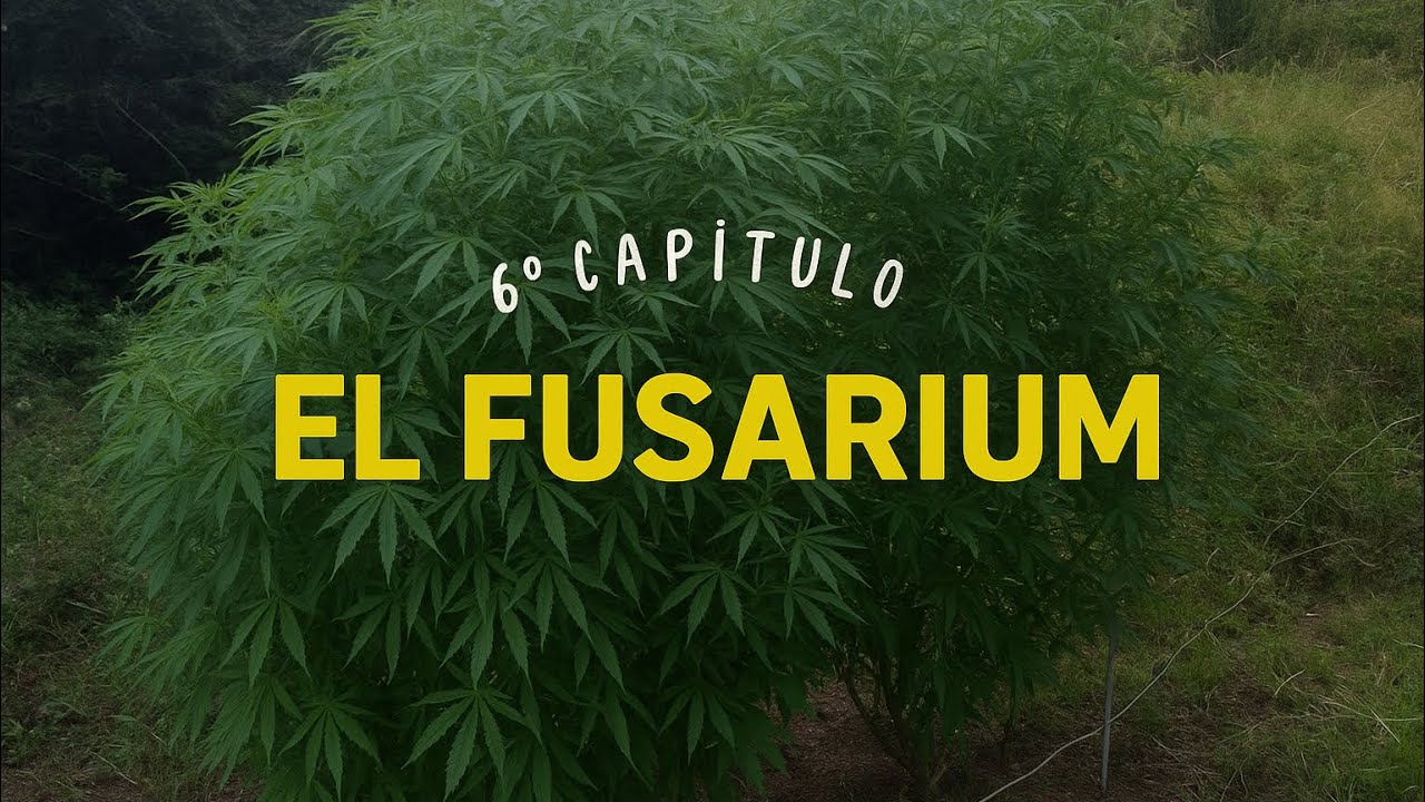 CULTIVO MARIHUANA EXTERIOR BIG PLANTS 2025 | CAP. 6 Como Tratar El Hongo “Fosarium”