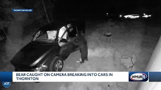 Bear caught on camera breaking into cars