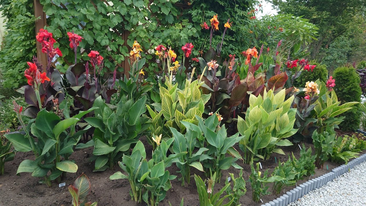 (168) Sierpniowy spacer po ogrodzie 😁 wszystkie canny kwitną 🌸🦋🌴🗿💪😁