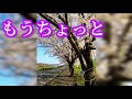 桜🌸狐川の桜並木【あじさい橋付近】ミュージックタイムラプス