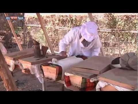 الغش يهدد العسل اليمني