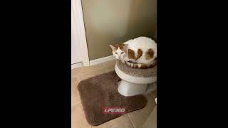 Cat sits on toilet seat blocking person @lpe360_