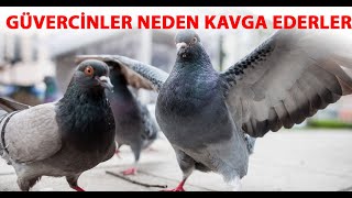 Eşhaneye Atılan Güvercinler Neden Kavga Ederler ?