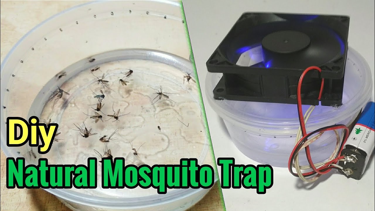 DIY Natural Mosquito Trap Used Any Cooking Oil