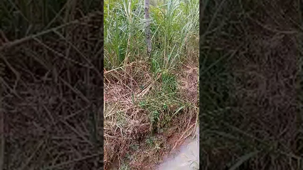 #subscribe to how to cook...