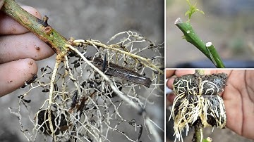 WOW...! 3 Easy Way To Cloning, You can Apply On Citrus Tree!