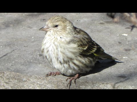 Pine Siskin in