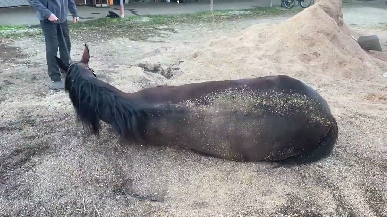 Bulldog Hanover | Ustrotting.com - YouTube