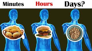 How Long Does Food Stay In Your Stomach