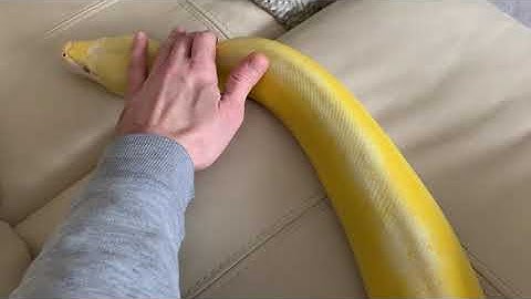 Reticulated Python almost behaves like a cat or dog.